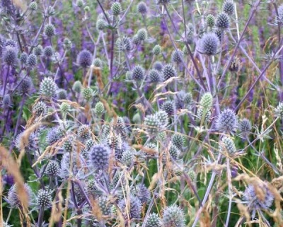  Eryngium a vadonban