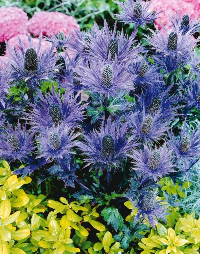  Eryngium with other colors