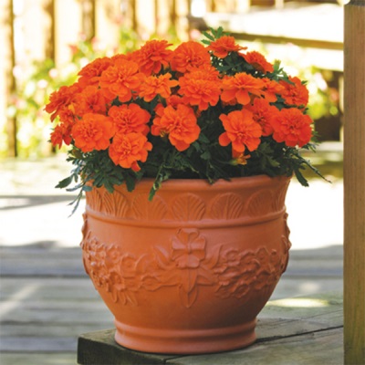  Tagetes orange