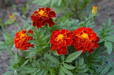  Marigolds vagy Chernobrivtsy