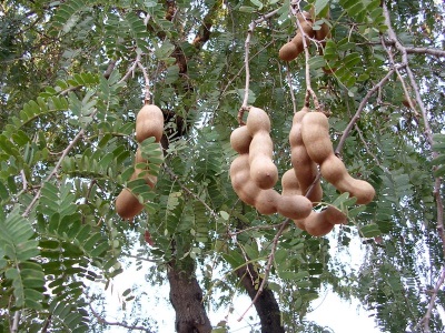  Tamarind