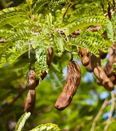  Tamarind is useful for lowering blood sugar