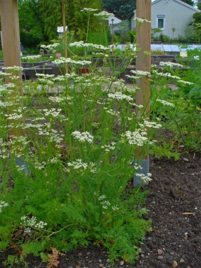  Caraway seeds