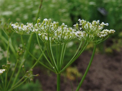  Caraway wild