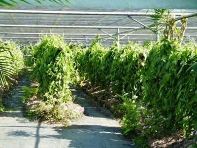  Vanilla Plantations in Reunion