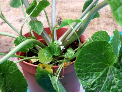  Growing wasabi at home