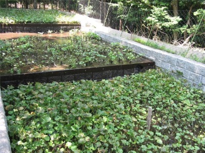  Growing wasabi without greenhouse