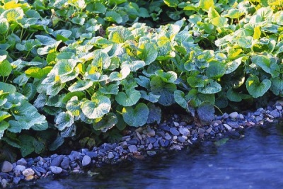  Japanese horseradish honvasabi