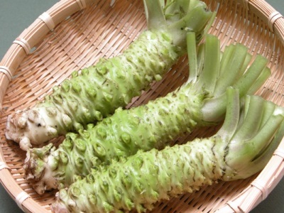  Wasabi plant roots