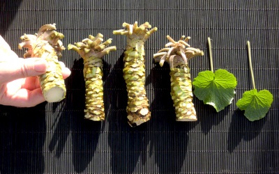  Leaves and wasabi root