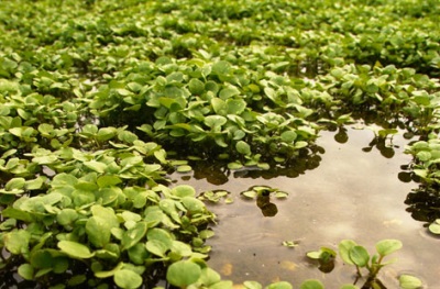  marsh watercress