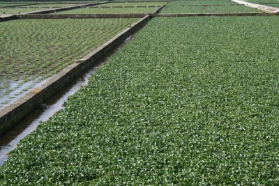  Water Cress Plantation