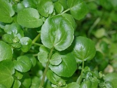  Watercress greens