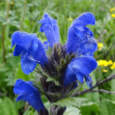  Serpentine flowers