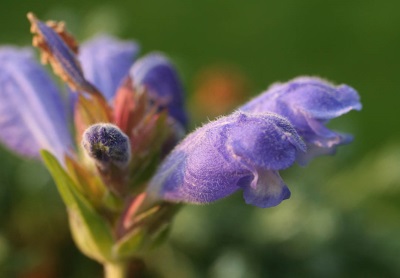  Serpentine flowers