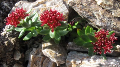  Rhodiola rosea in the mountains