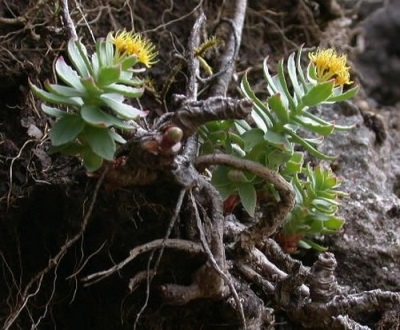  Young golden root