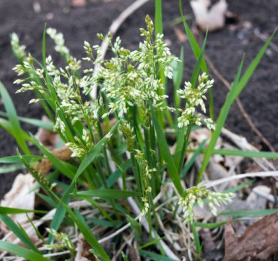  Growing bison on the site