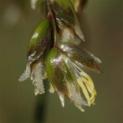  Bison flower fragrant