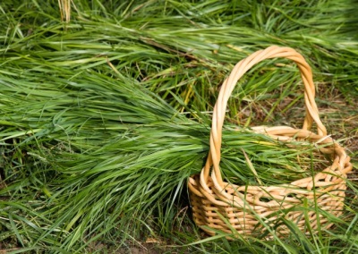  Zubrovka in the basket