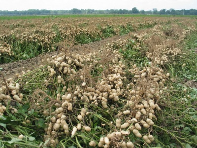  Peanuts are grown on whole plantations.