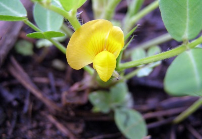  Blooming peanuts