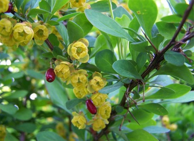  Barberry berries and flowers