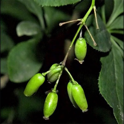  Unripe barberry fruits