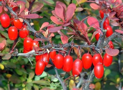  Useful properties of barberry