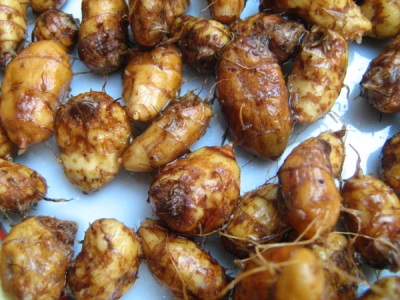  Small chufy tubers in the form of nuts