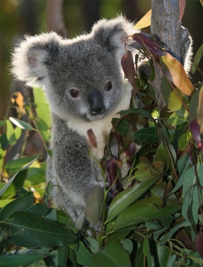  Eukaliptusz és Koala