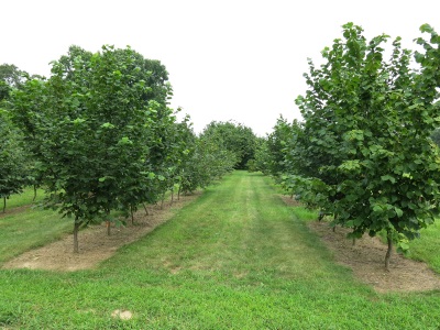  Hazelnut shrub