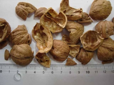  The walnut shell is indicated and used in some diseases.