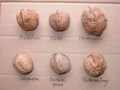  Walnut varieties