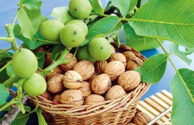  Interesting facts about walnut