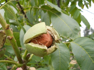  Walnut fruit