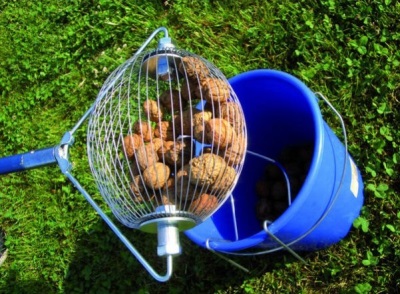  Walnut harvest