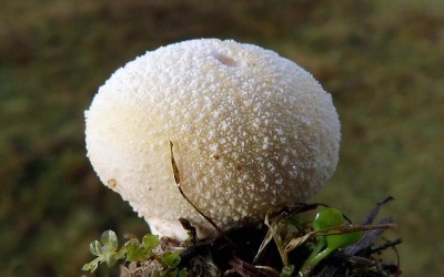  Rain mushroom belongs to the champignon family