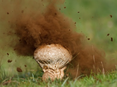  Spores of a raincoat in medicine