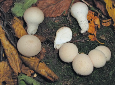  cultivation of raincoat mushrooms