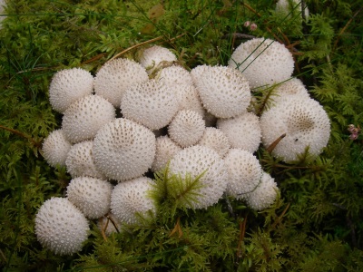  Rain mushroom grows everywhere