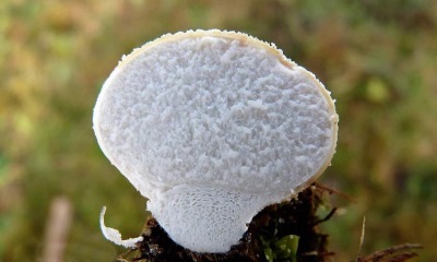  To choose a healthy and edible mushroom of a raincoat, you need to know some rules.