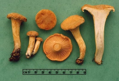  Chanterelle mushrooms contain many different vitamins and elements that are beneficial to the body.