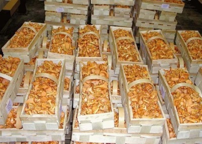  Purchase of chanterelle mushrooms