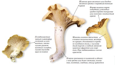  Description of chanterelle