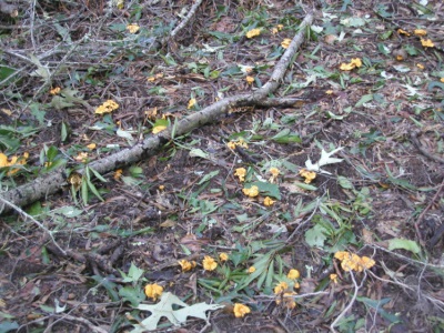  Chanterelle mushrooms grow well in temperate and subtropical zones