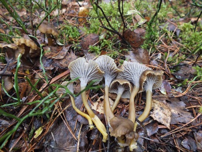  Chanterelle chanterelle (or scapula, tubular, it is cantallum tubular