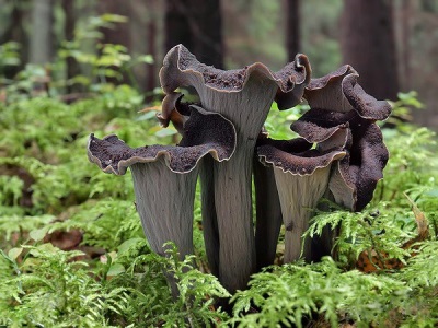  Chanterelle gray mushroom