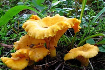  Face Chanterelle Mushroom