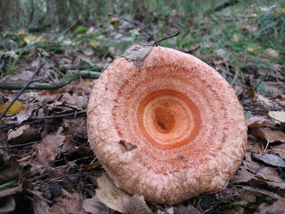  Withe mushroom hat